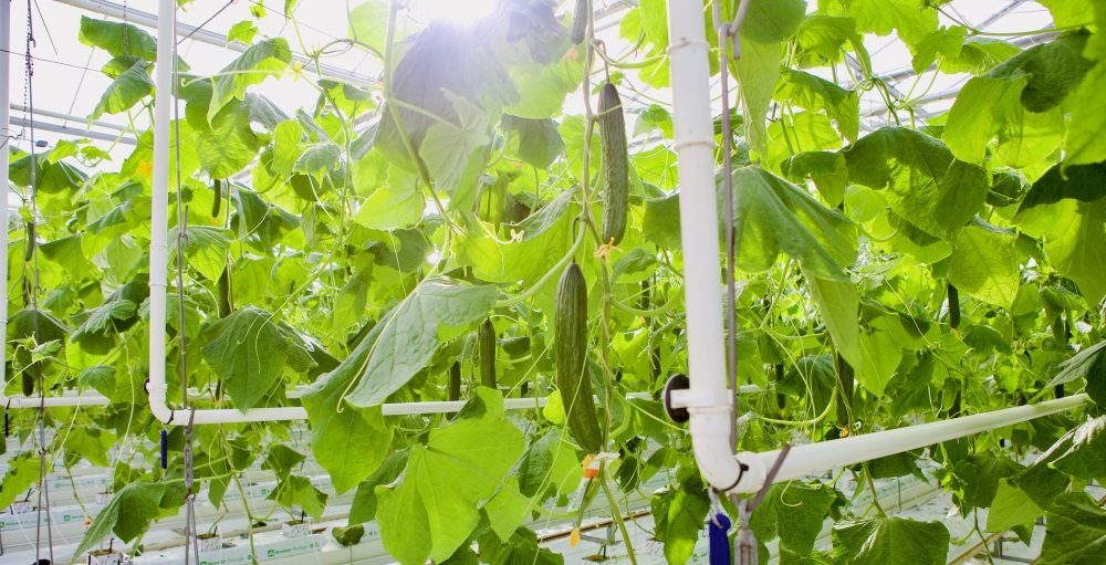 komkommerkwekerij IMG 7118