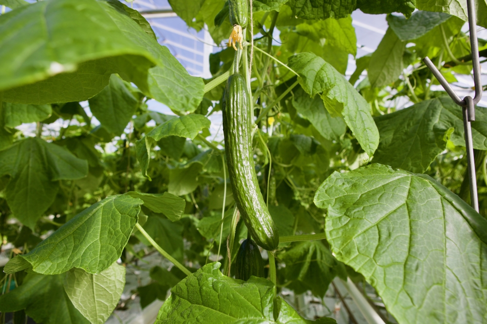 komkommerkwekerij IMG 7159