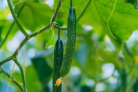 komkommerkwekerij 20210902-DSC08184 Groot