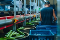 komkommerkwekerij 20210902-DSC08306 Groot