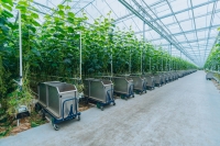 komkommerkwekerij 20210902-DSC08795 Groot