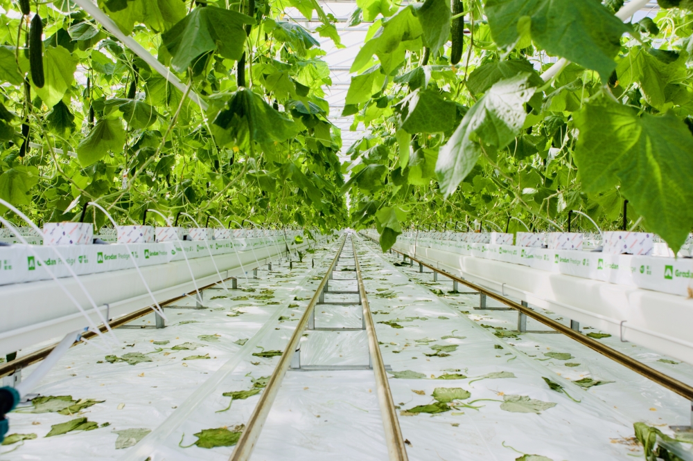 komkommerkwekerij IMG 7135