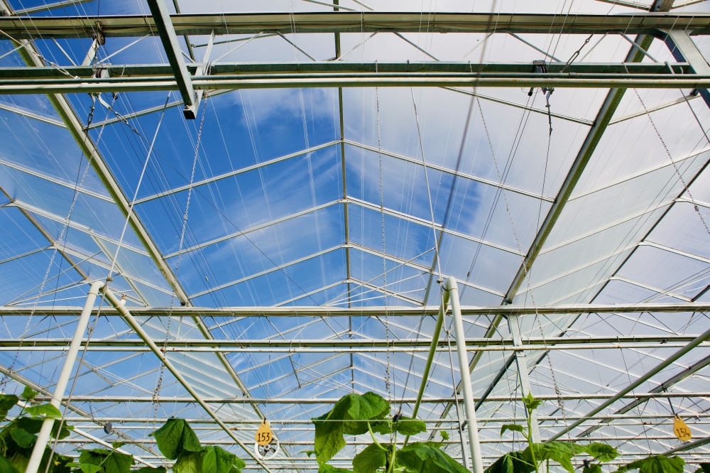 komkommerkwekerij IMG 7162